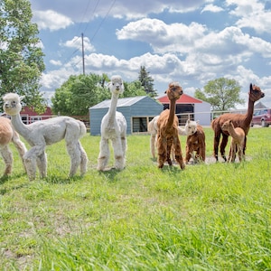 Puede incluir: Un grupo de siete alpacas de pie en un campo de hierba. Las alpacas son de varios tonos de marr&oacute;n y blanco. Algunas de las alpacas est&aacute;n mirando a la c&aacute;mara, mientras que otras miran hacia otro lado.