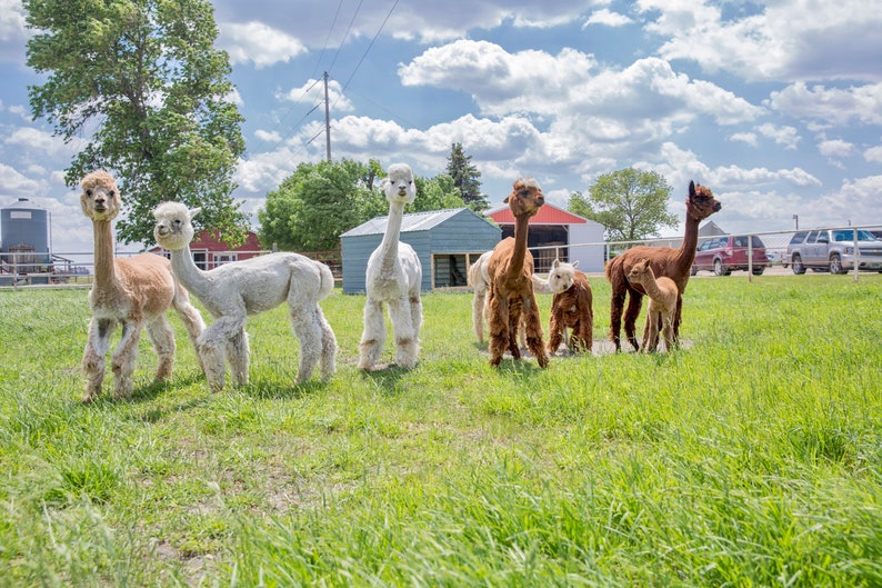 Puede incluir: Un grupo de siete alpacas de pie en un campo de hierba. Las alpacas son de varios tonos de marr&oacute;n y blanco. Algunas de las alpacas est&aacute;n mirando a la c&aacute;mara, mientras que otras miran hacia otro lado.