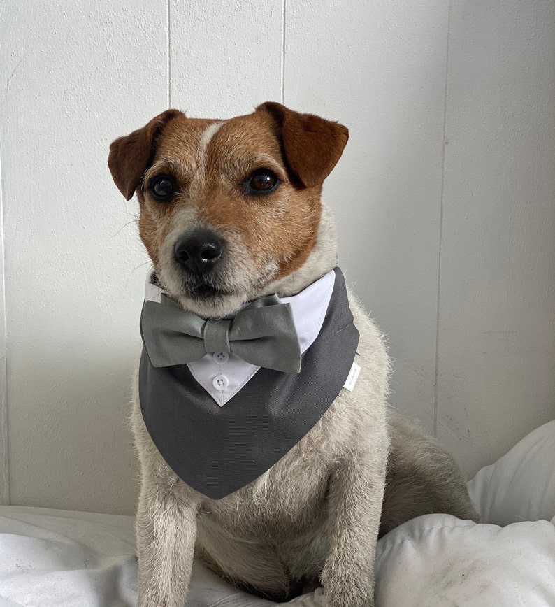 Dog wedding bandana Grey dog wedding tuxedo with sage bow tie Over the collar dog wedding bandana with bow tie image 1