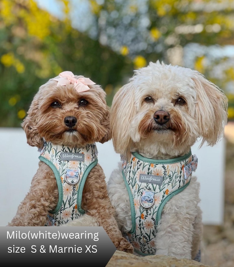 Two small dogs wearing matching floral  harnesses with sage green trim. The harnesses feature a repeating pattern of white daisies and green foliage, a central WoofFrills brand label, and a silver metal D-ring attachment point.