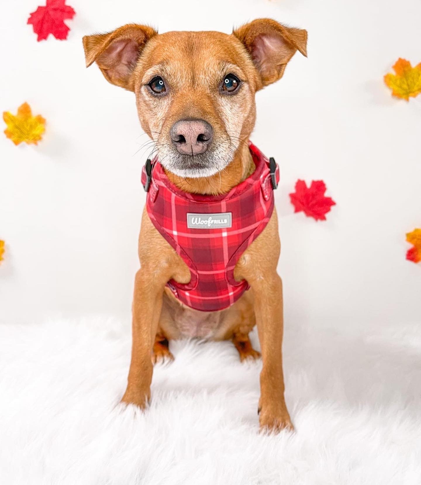 Tartan dog hotsell harness and lead
