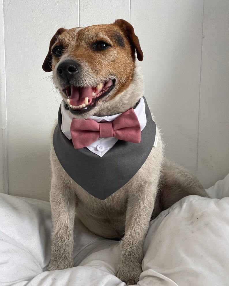 May include: A brown and white dog wearing a gray and white bandana with a pink bow tie. The dog is sitting on a white pillow.