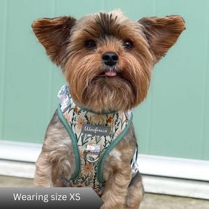 A small dog wearing a daisy harness with a floral pattern of white and orange daisies and green stems. The harness features a sage green trim, a silver metal D-ring, and a grey label with the text WoofFRILLS. The text Wearing size XS is visible.