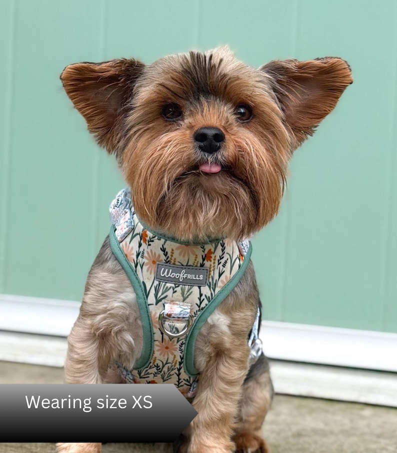 A small dog wearing a daisy harness with a floral pattern of white and orange daisies and green stems. The harness features a sage green trim, a silver metal D-ring, and a grey label with the text WoofFRILLS. The text Wearing size XS is visible.