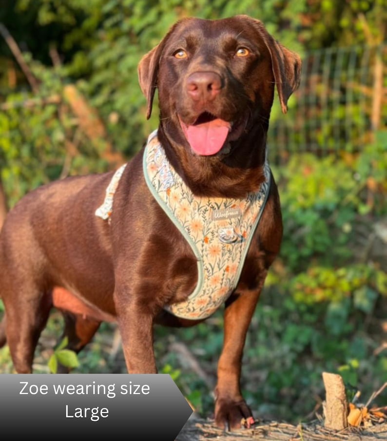 A chocolate Labrador retriever wearing a dog harness with a light green background and a floral pattern featuring orange and white flowers. The harness includes a metal D-ring and a small rectangular tag with the text Woofness.