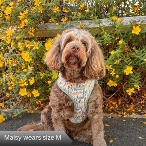 Puede incluir: Un perro con un arn&eacute;s de color claro que presenta un patr&oacute;n de peque&ntilde;as flores naranjas y amarillas con tallos verdes. El arn&eacute;s tiene un borde verde salvia y una peque&ntilde;a etiqueta rectangular con el texto Woofmains. El texto Maisy wears size M es visible.