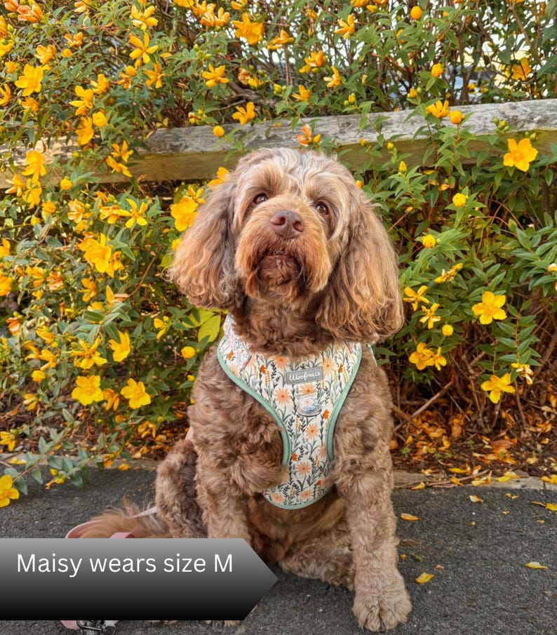 Puede incluir: Un perro con un arn&eacute;s de color claro que presenta un patr&oacute;n de peque&ntilde;as flores naranjas y amarillas con tallos verdes. El arn&eacute;s tiene un borde verde salvia y una peque&ntilde;a etiqueta rectangular con el texto Woofmains. El texto Maisy wears size M es visible.