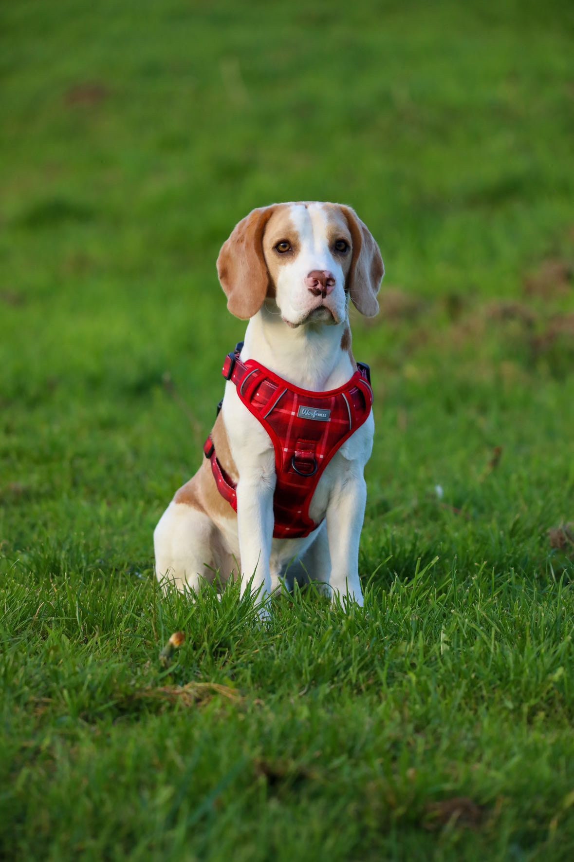 No Pull Dog Harness Step in Dog Harness Large Dog Harness Etsy UK