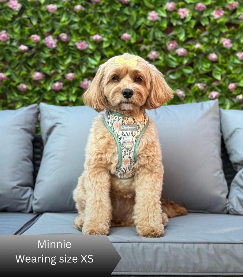 Puede incluir: Un perro de color canela claro con un lazo amarillo en la cabeza lleva un arn&eacute;s con estampado floral y ribete verde. El arn&eacute;s tiene una peque&ntilde;a etiqueta rectangular con el texto Wooflands y un parche circular. El perro est&aacute; sentado.
