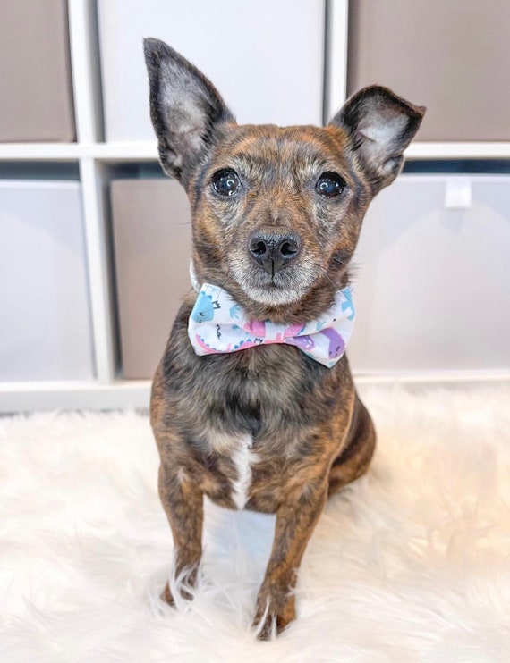 dinosaur bow tie dog collar