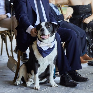 May include: A black and white dog wearing a navy blue bandana with a white bow tie. The dog is sitting on a wooden floor in front of a person wearing a suit.