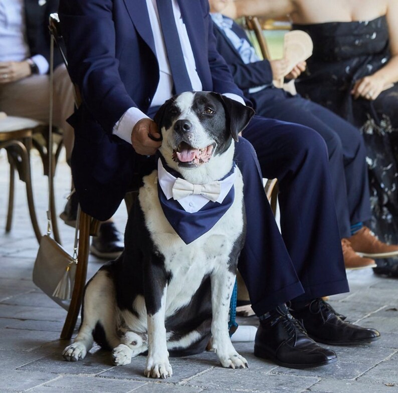 May include: A black and white dog wearing a navy blue bandana with a white bow tie. The dog is sitting on a wooden floor in front of a person wearing a suit.