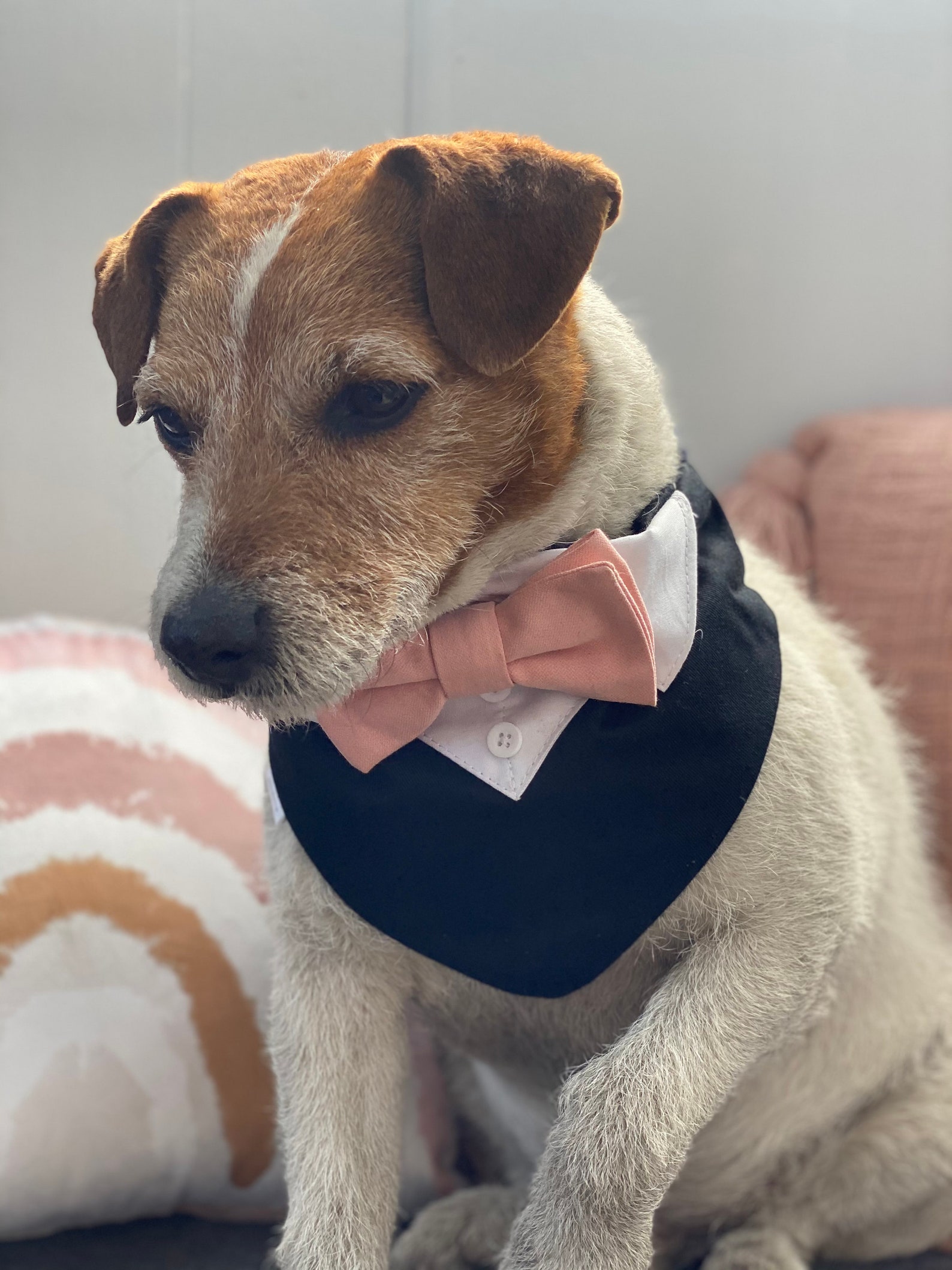 Schwarze Hochzeit Hund Smoking mit erröten rosa Fliege Etsy