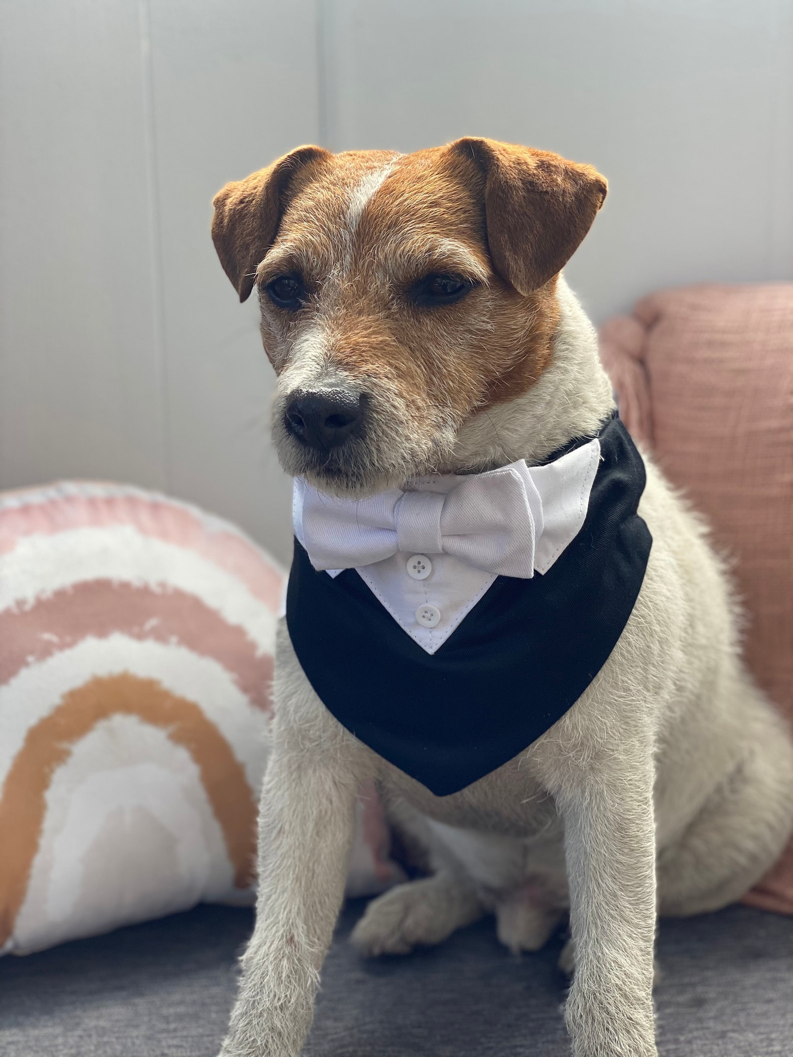 Schwarze Hochzeit Hund Smoking mit weißen Fliege schwarzer Etsy