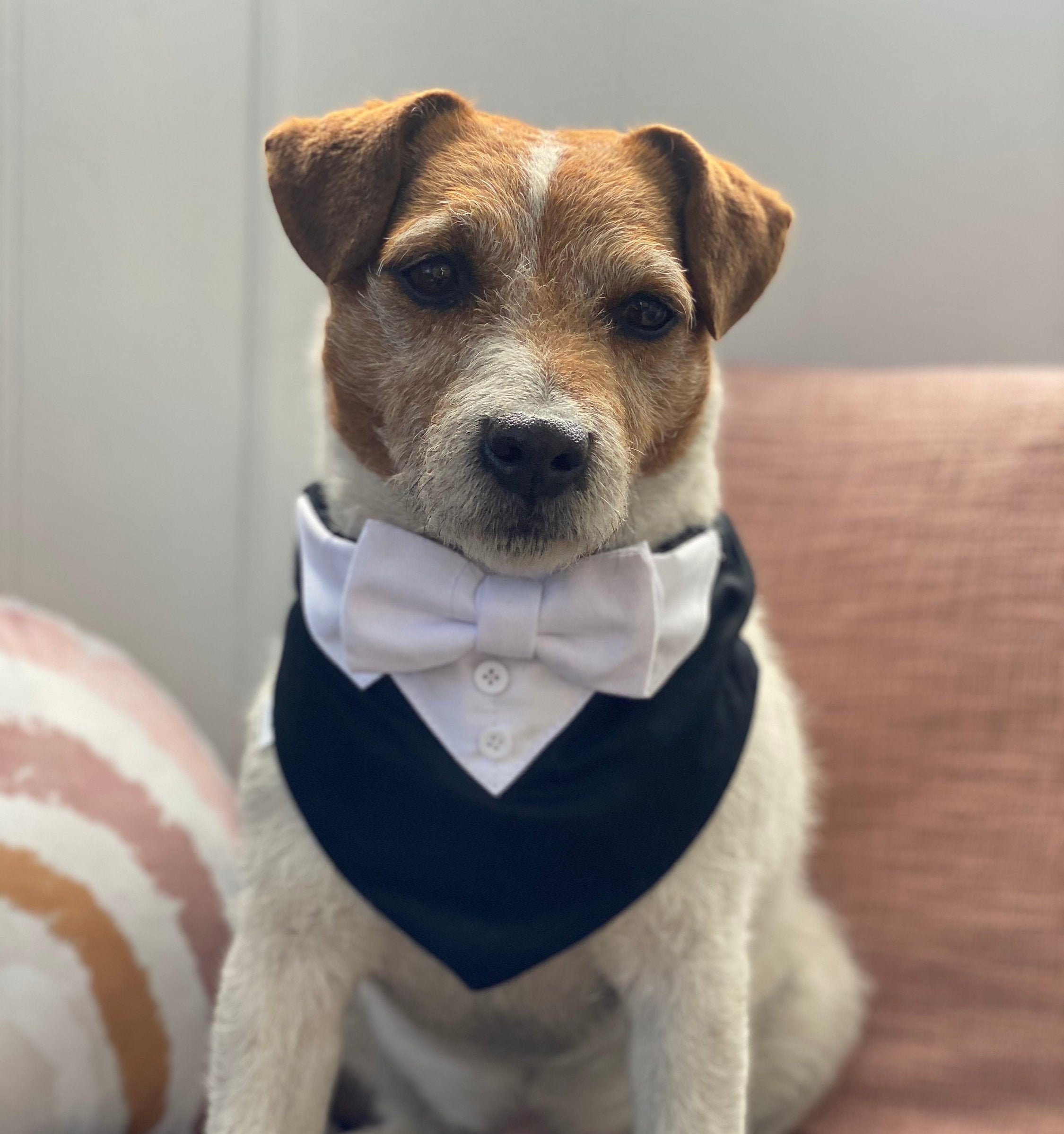 Schwarze Hochzeit Hund Smoking mit weißen Fliege schwarzer Etsy