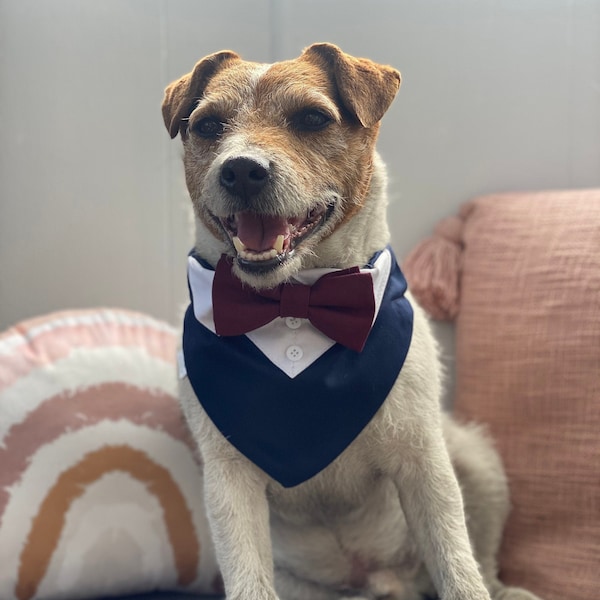 Navy blue Dog wedding tuxedo with burgundy bow tie  - Navy blue dog wedding attire and burgundy bow tie - Over the collar wedding bandana