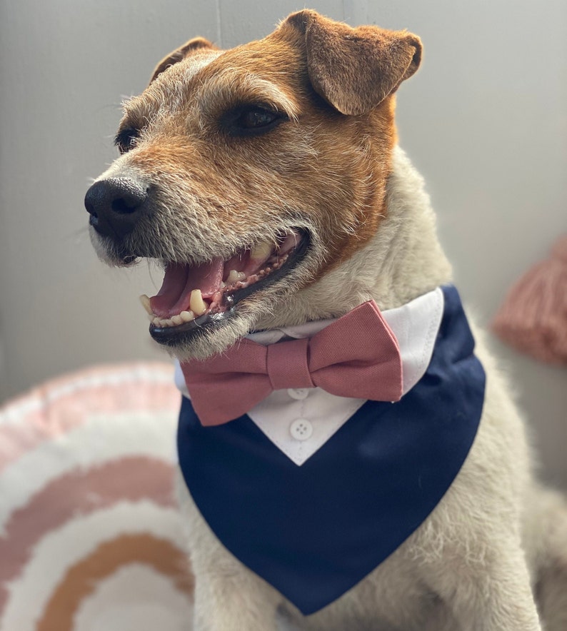 Puede incluir: Un perro blanco y marr&oacute;n con un pa&ntilde;uelo azul marino, un cuello blanco y una pajarita rosa.