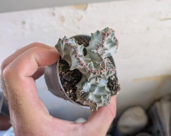 Peut inclure: Une petite plante succulente à crête avec un feuillage ondulé vert pâle et des bords distinctement teintés de rose, plantée dans un simple pot en plastique gris rempli de terreau sombre. La plante présente une forme ondulée en éventail.