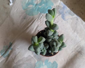 Peut inclure: Une petite plante succulente aux feuilles épaisses et charnues de couleur vert pâle, disposées en paires triangulaires empilées. La plante pousse en plusieurs tiges dressées dans un petit pot rond et sombre, montrant une structure géométrique.