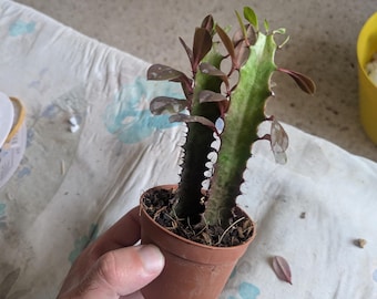Peut inclure: Une petite plante succulente en pot avec deux tiges vertes dressées et nervurées, présentant des bords violet-rouge foncé et de petites feuilles ovales. La plante est placée dans un pot en plastique simple, rond et de couleur terre cuite.