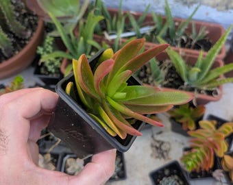 Peut inclure: Une petite plante succulente aux feuilles charnues et pointues, passant d'un vert vif au centre à un rouge orangé sur les bords, placée dans un pot de pépinière carré en plastique noir avec une surface texturée et des trous de drainage.