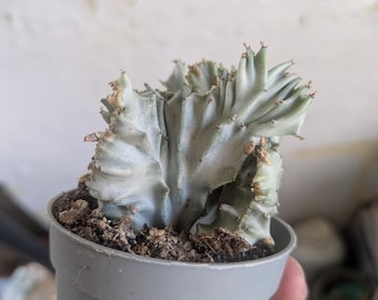 Peut inclure: Une plante succulente cristée aux feuilles ondulées vert pâle et bleu argenté, dotée de petites épines brunes sur les bords. La plante est placée dans un pot en plastique gris clair, simple et lisse, rempli de terreau brun foncé.