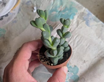 Peut inclure: Une petite plante succulente aux feuilles épaisses, charnues et bleu-vert, disposées en paires empilées le long de tiges dressées. La plante est en pot dans un petit récipient en plastique marron rempli de terreau sombre et de fibres racinaires.
