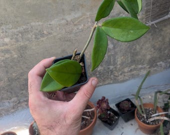 Peut inclure: Une plante Hoya avec des feuilles épaisses, cireuses et vert foncé poussant à partir d'une tige centrale, en pot dans un petit récipient en plastique noir carré. La plante présente un feuillage ovale pointu avec des taches vert clair.