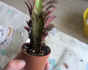 Peut inclure: Une petite plante succulente avec une tige centrale verte et nervurée et des feuilles rouge-violet foncé poussant sur les côtés, plantée dans un pot en plastique marron simple rempli de terreau sombre et de petits débris organiques.