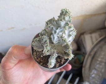Peut inclure: Une petite plante succulente crêtée vert pâle avec des bords ondulés en forme d'éventail et de minuscules épines claires le long des crêtes, plantée dans un petit pot rond gris rempli de terreau brun foncé et de matière organique.