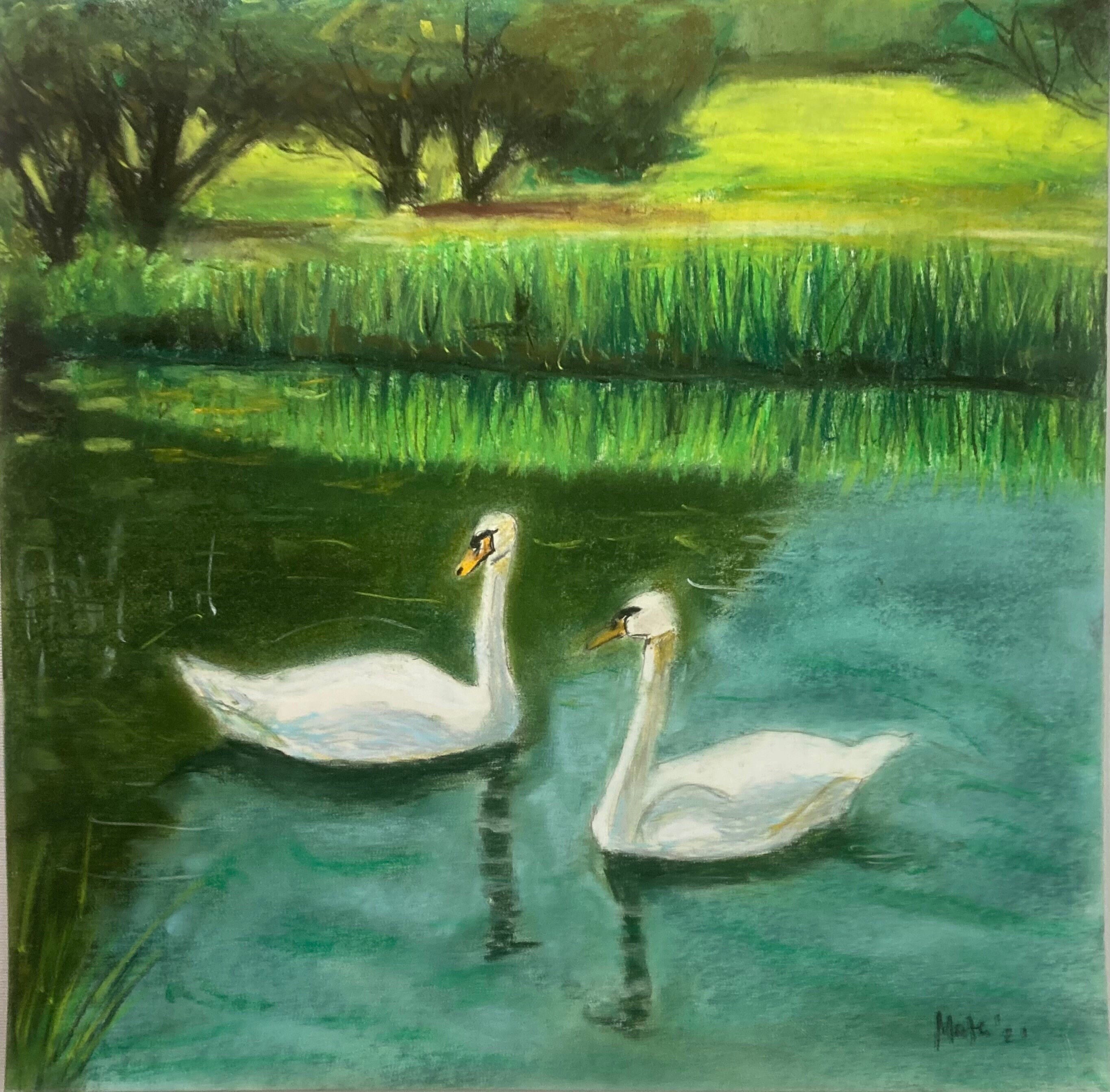 Two Swans in Water With Green Field and Trees in
