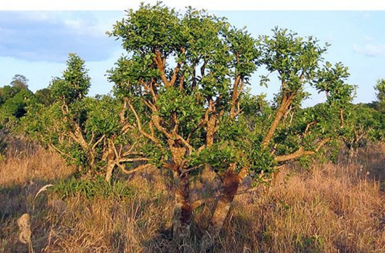 Yohimbe Bark Pausinystalia johimbe Etsy