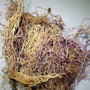 Sebian Sea Moss ( Chondrus crispus )