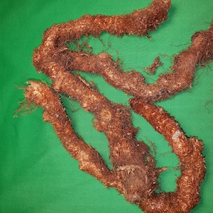 May include: A close-up of a cluster of brown, knobby roots with a fibrous texture. The roots are arranged in a tangled, intertwined pattern against a green background.