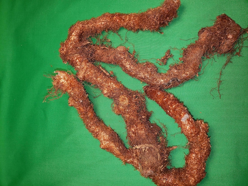 May include: A close-up of a cluster of brown, knobby roots with a fibrous texture. The roots are arranged in a tangled, intertwined pattern against a green background.