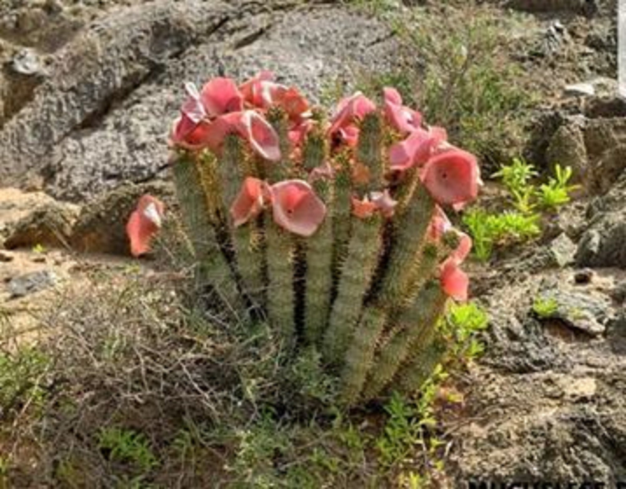 Purchase Hoodia