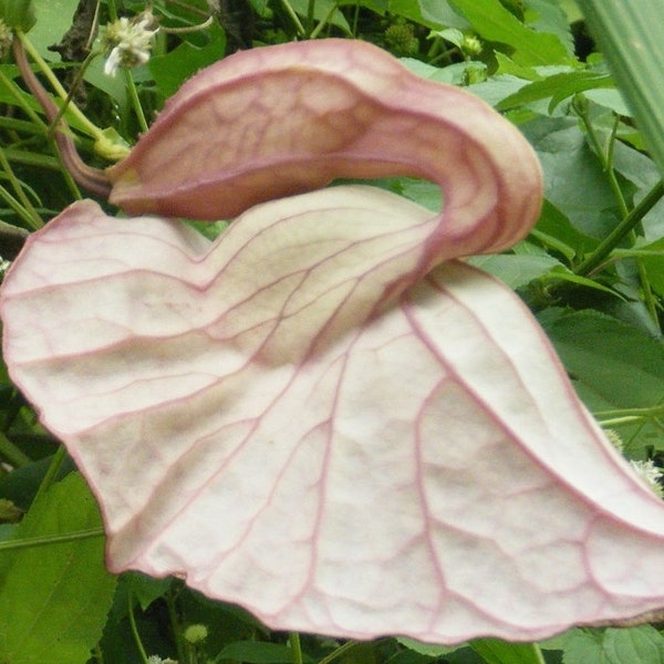 Desintoxicación de flor de pato - Flor de Pato, limpieza herbaria alcalina aprobada - seca, mezclada, en polvo, cápsulas