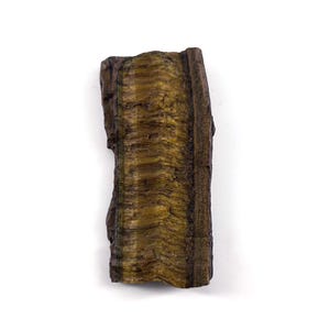 Tiger Eye Raw Stone Natural Tigers Eye Tigers Eye Rock Stone Big Tiger Eye Rough Stone 157 Carat Golden Tigers Eye Stone For Making Jewelry