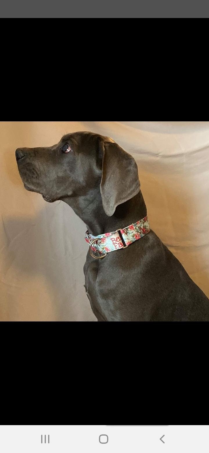 great dane collars