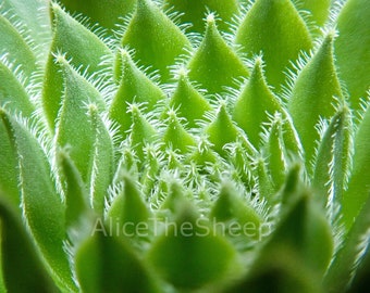 Succulent macro photo