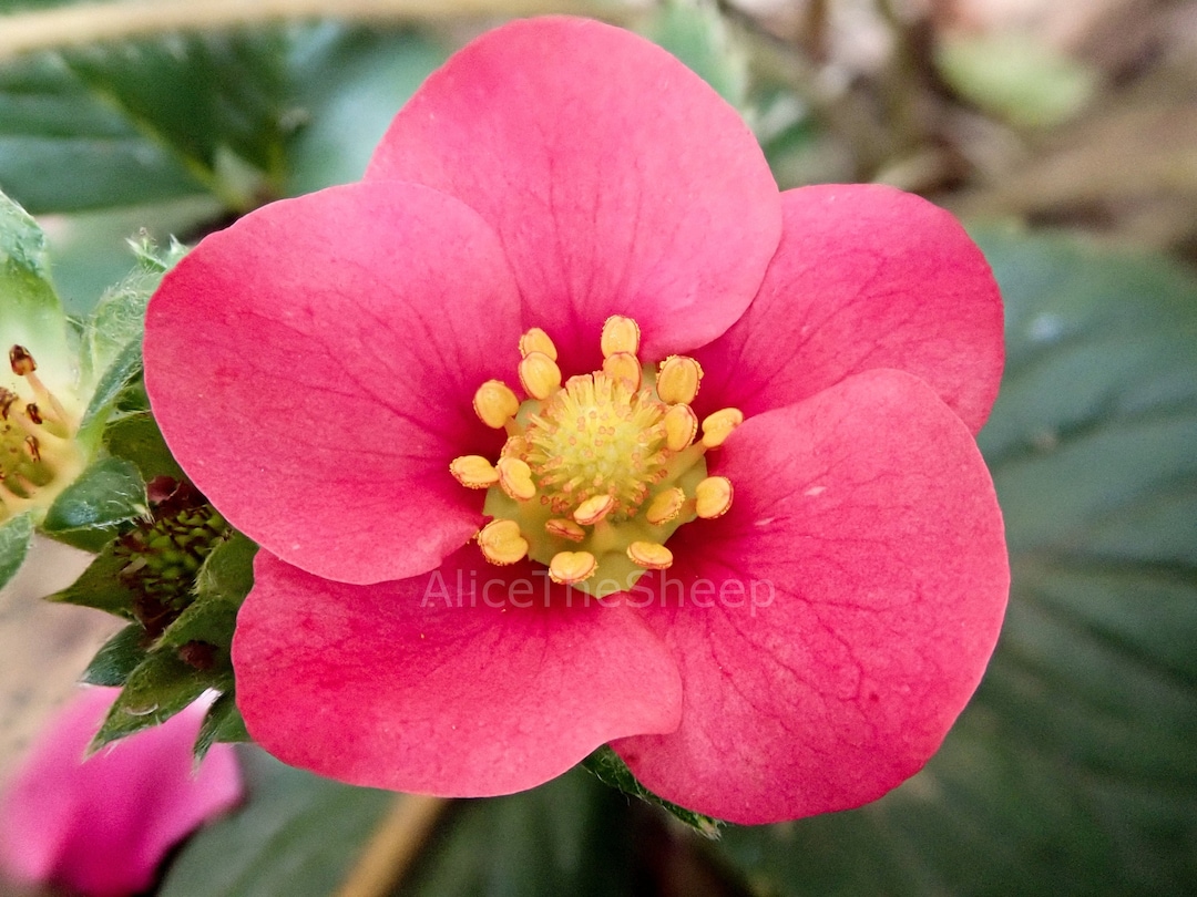 Pink Strawberry Flower Photo - Etsy