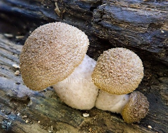 Macro Mushrooms