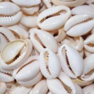 May include: A close-up of a pile of white cowrie shells. The shells are smooth and have a natural shine.