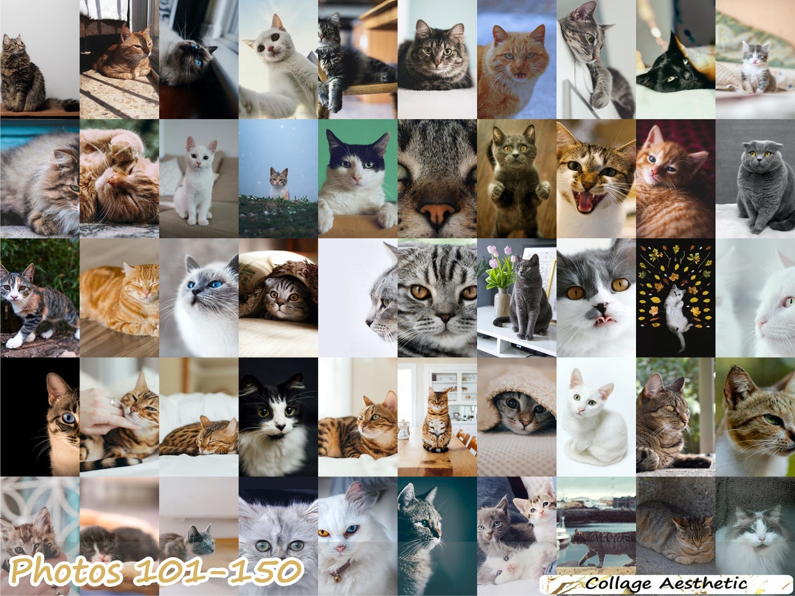 Cat Walls Aesthetic Wall Collage Kit 50150 PCS Pink Boujee Etsy