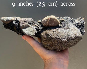Large Conglomerate Rock ~ Unique Black Conglomerate Rock, 4.8 Pounds ~ Quick Shipping from USA