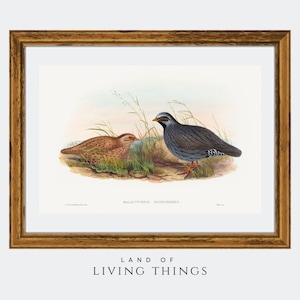 Vintage Mountain Quail Art, Bird Art, Fowl Hunting, Quail