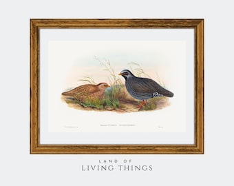 Vintage Mountain Quail Art, Bird Art, Fowl Hunting, Quail