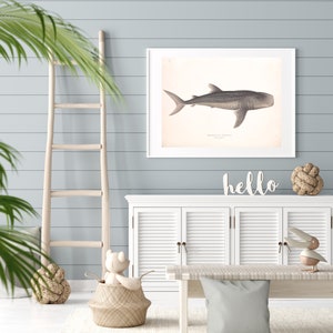 Vintage Whale Shark Illustration | Rhincodon typus | Matte Print | Wall Art | Vintage Illustration