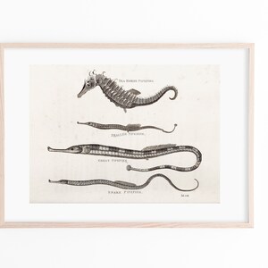 Vintage Pipefish Illustration | Matte Print| Wall Art | Vintage Illustration