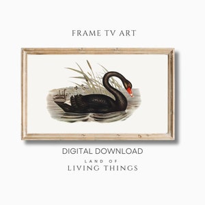 Black Swan Art for Frame TV, Digital Download, Swan Art, Vintage Art Painting, Valentine&#39;s Themed TV Art, Valentines Decor